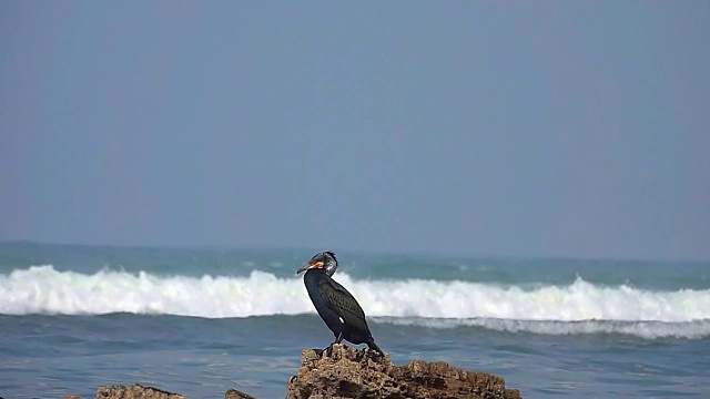 海鸟鸬鹚飞视频素材