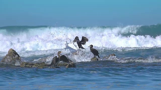 鸬鹚海浪飞溅视频素材