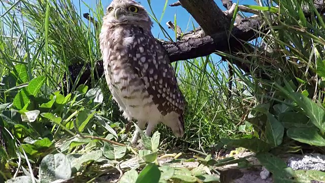 穴居猫头鹰视频素材