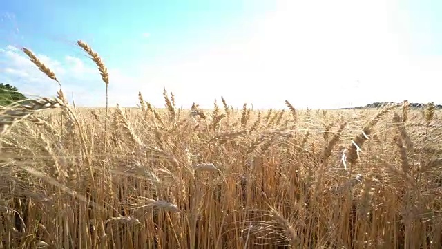 特写起重机在干麦田移动在4k视频素材