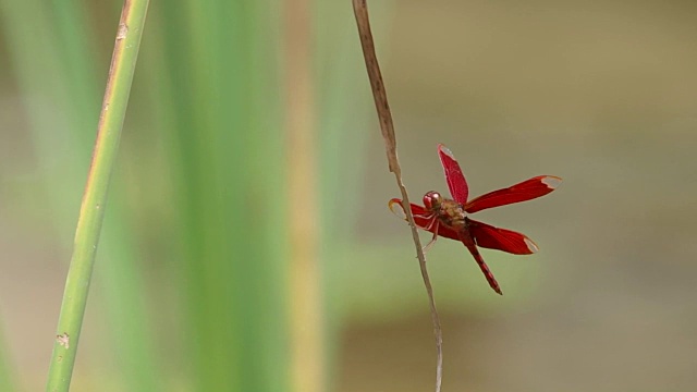 蜻蜓在草上萌芽视频素材