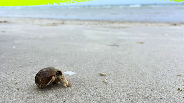 沙滩上的寄居蟹，夏天海浪里的寄居蟹视频素材