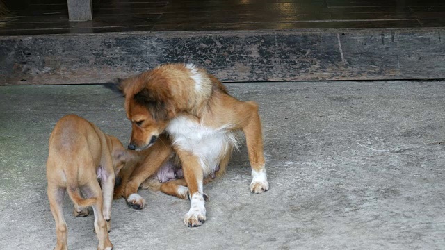 小狗和狗妈妈视频素材