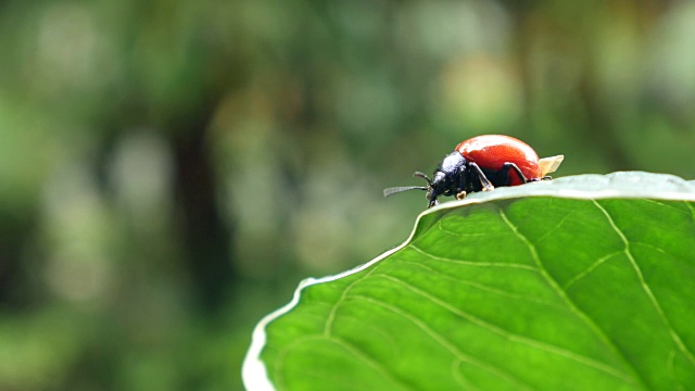 甲虫呆在植物的叶子里视频素材
