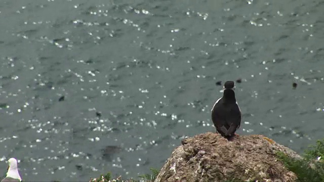 在岩石边缘的海雀视频素材