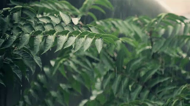 大雨落在树叶上视频素材