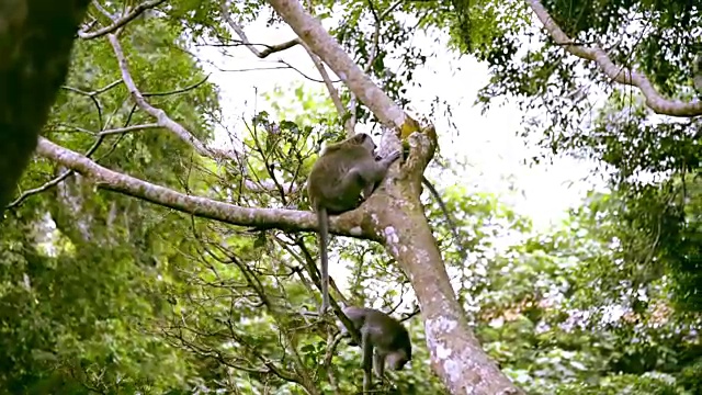 猴子在树上互相搔痒。视频素材