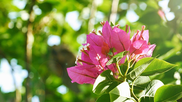 叶子花属花视频素材