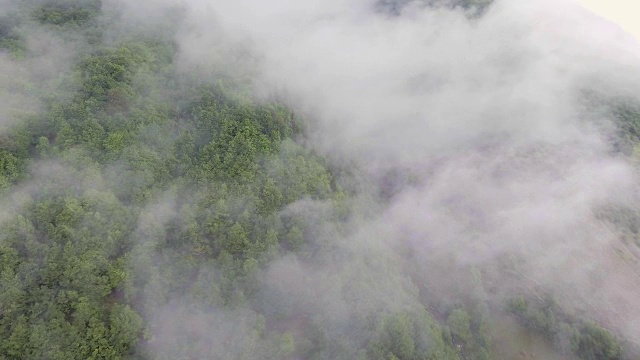 空中射击。飞越迷雾森林视频素材