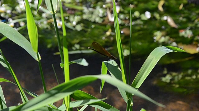 金色蜻蜓在河边飞翔视频素材