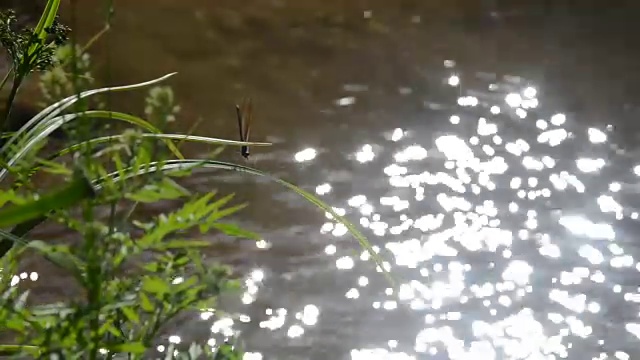 金色蜻蜓在河边飞翔视频下载