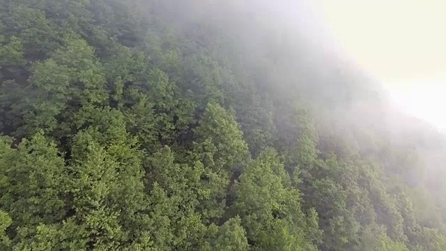 空中射击。飞越迷雾森林视频素材