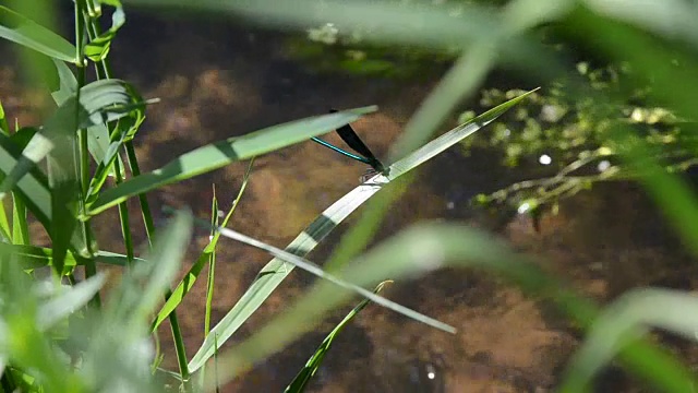 金色蜻蜓在河边飞翔视频素材