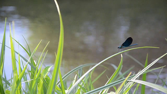 金色蜻蜓在河边飞翔视频素材