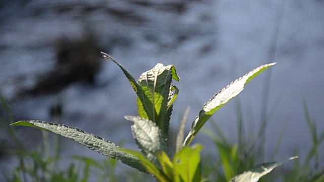 金色蜻蜓在河边飞翔视频下载