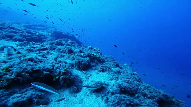 海洋生物视频素材