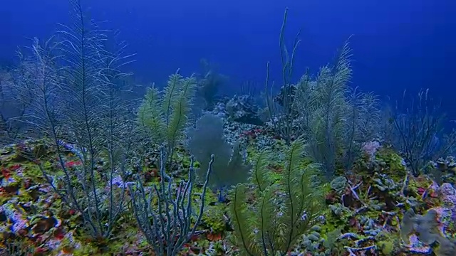 加勒比海珊瑚礁上的海洋生物和许多热带鱼-伯利兹堡礁/龙涎香礁视频素材