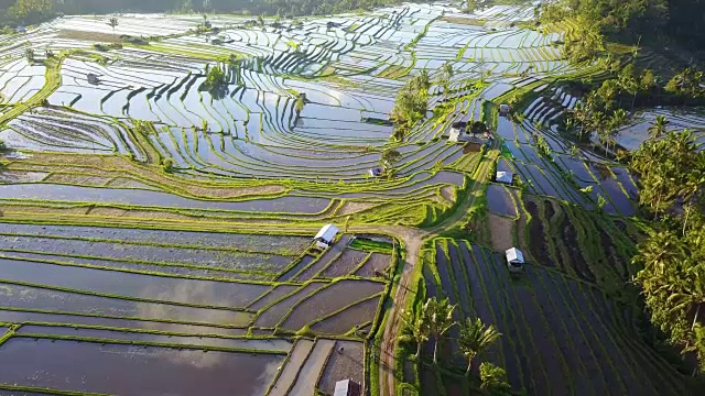 航空视频在一个惊人的景观稻田在Jatiluwih水稻梯田，巴厘岛，印度尼西亚。视频素材