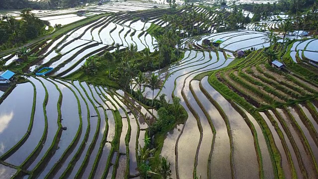 航空视频在一个惊人的景观稻田在Jatiluwih水稻梯田，巴厘岛，印度尼西亚。视频素材