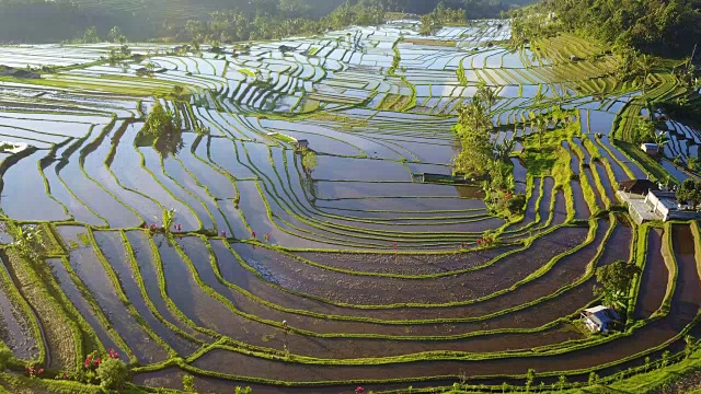 航空视频在一个惊人的景观稻田在Jatiluwih水稻梯田，巴厘岛，印度尼西亚。视频素材