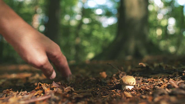 在森林里采摘野生蘑菇视频素材