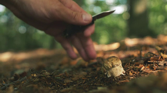 在森林里采摘野生蘑菇视频素材