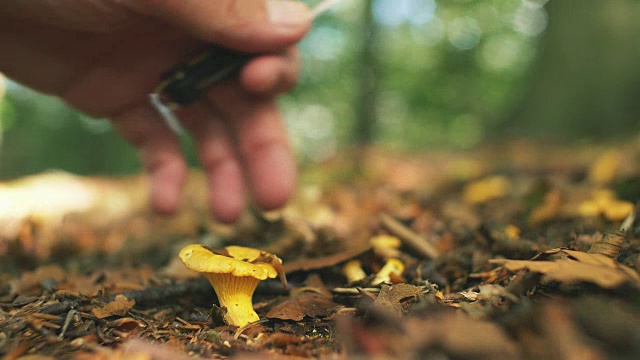 在阳光森林里采摘野生鸡油菌视频素材