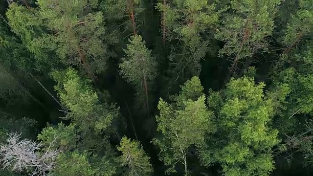 非法砍伐森林视频素材