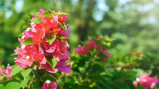 叶子花属花视频素材