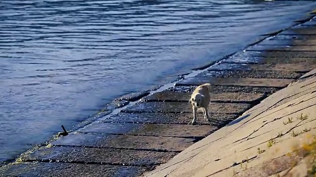 清晨，一只拉布拉多犬在海滩上散步视频素材