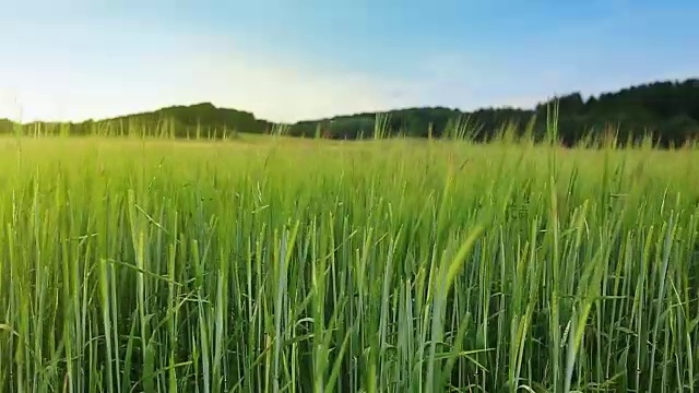 青青的麦田和天空视频素材