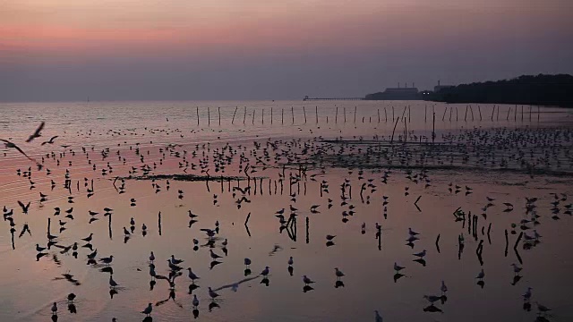 海鸥和浪漫的日落在泰国傍晚的光，候鸟视频下载