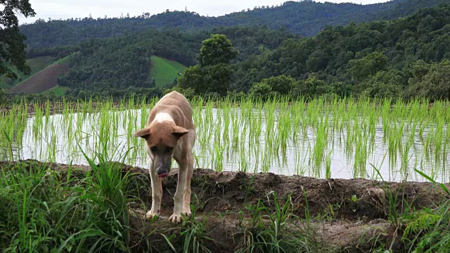 狗视频素材