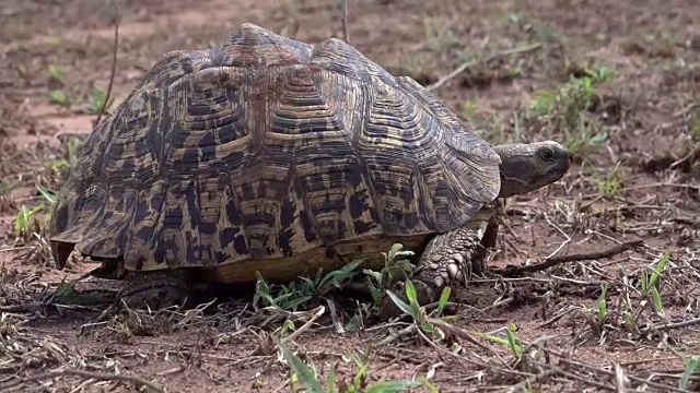 非洲豹Tortise视频下载