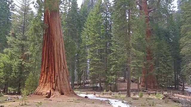 把优山美地公园里的巨型红杉扶植起来视频素材