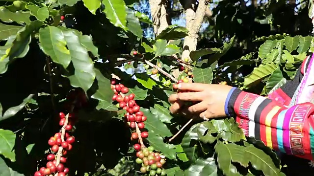 咖啡农民正在收获咖啡豆视频下载