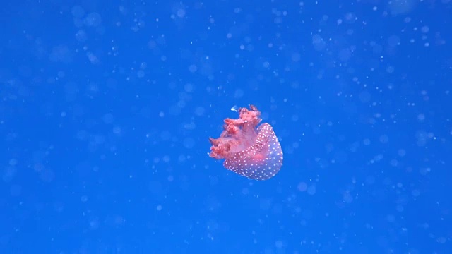 粉红色的水母在海洋科学研究所的水族馆里游泳视频下载