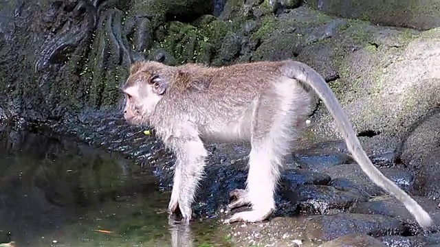 两只野生猕猴在水中嬉戏视频素材