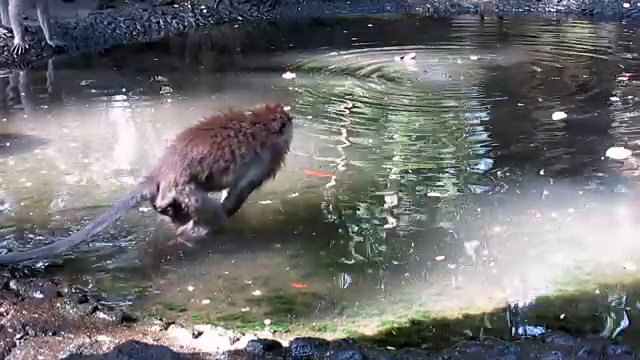 两只野生猕猴在水中嬉戏视频素材