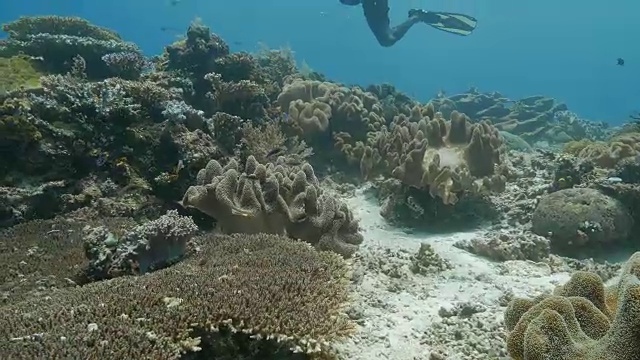 海底的珊瑚礁视频素材