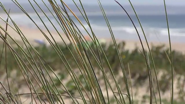 海滩上的植物视频素材