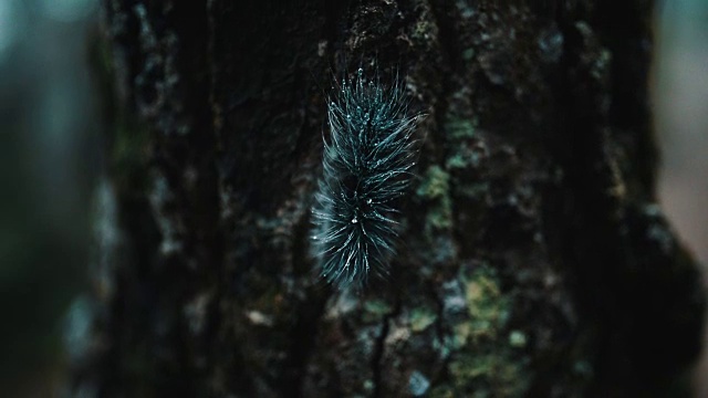 毛茸茸的蠕虫,毛茸茸的毛虫视频素材