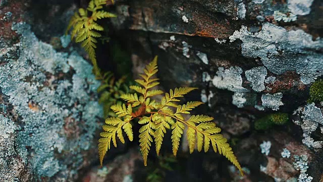 花岗岩中的绿蕨视频素材