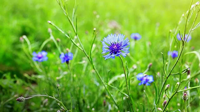 阳光明媚的夏日田野上开着矢车菊视频素材