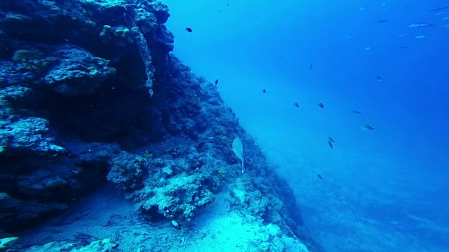 深蓝色海洋中的鱼群视频素材