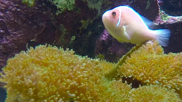 小丑鱼或海葵鱼。视频素材