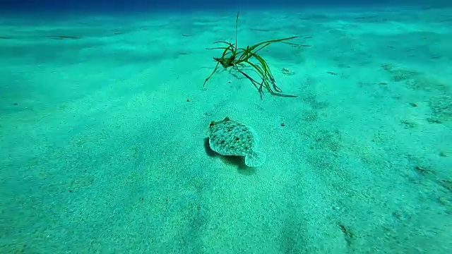 在沙质海床上游动的比目鱼视频素材