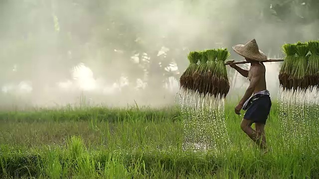 农民在雨季种植水稻。他被水和泥浸透，准备播种。视频素材