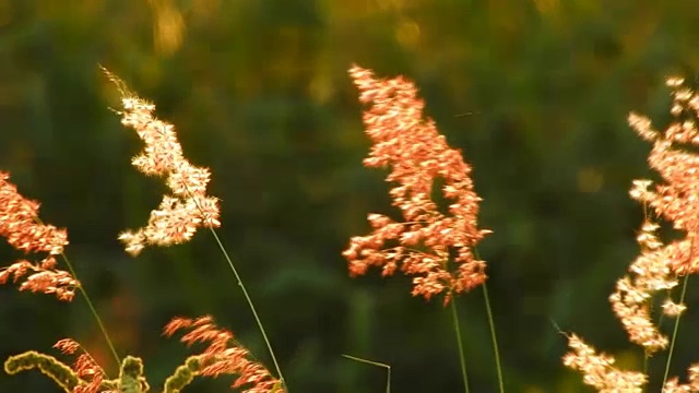 红色野花运动在风中-视频高清视频下载