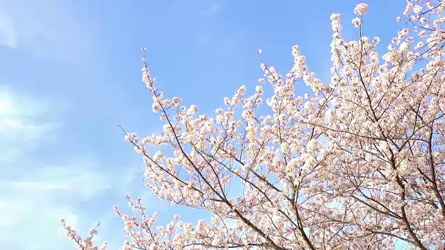 蓝天上随风摇曳的樱花视频素材